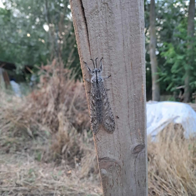 Acanthaclisis occitanica - pusztai hangyaleső