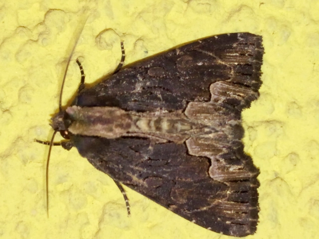 Dypterygia scabriuscula - szurokbarna nyáribagoly