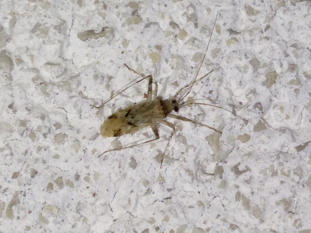 Phytocoris