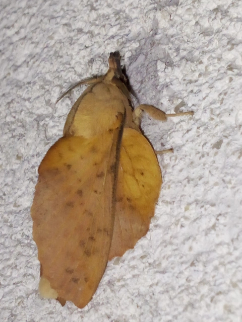Gastropacha populifolia - sárga pohók