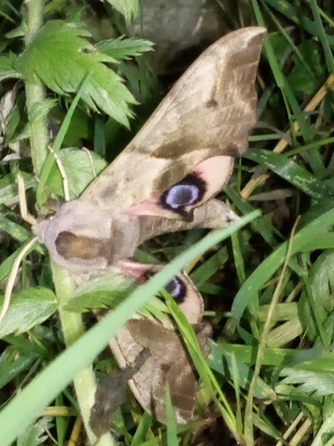 Smerinthus ocellatus - esti pávaszem