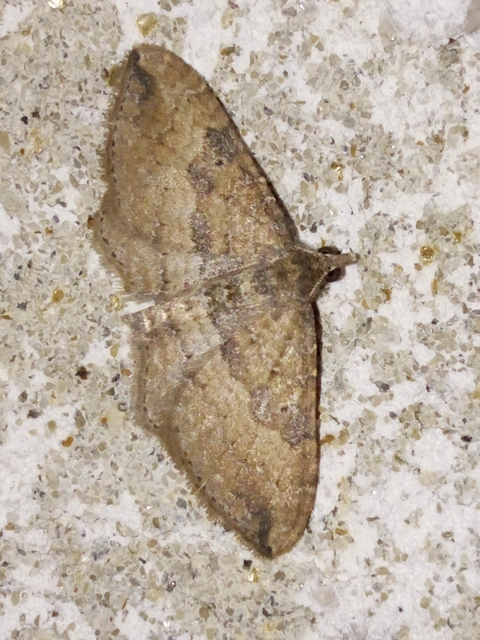 Orthonama obstipata - vándoraraszoló