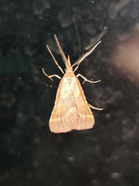 Synaphe punctalis - hosszúlábú fényilonca