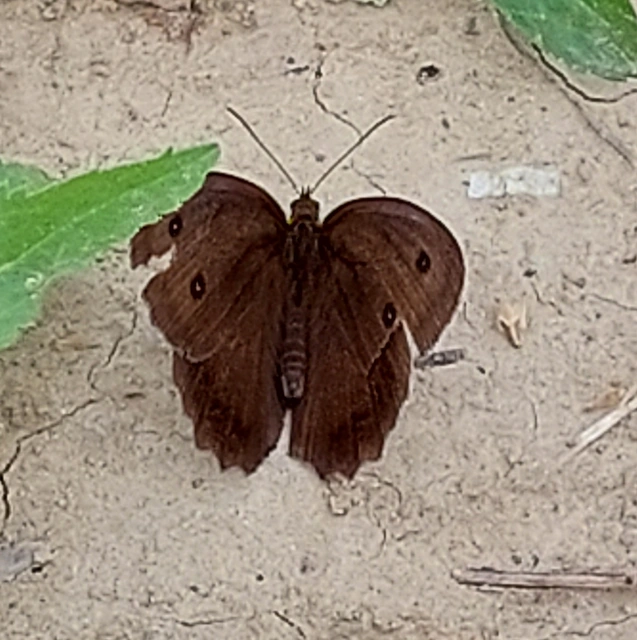 Minois dryas - fekete szemeslepke
