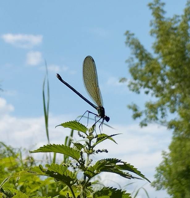 Calopteryx splendens - sávos szitakötő