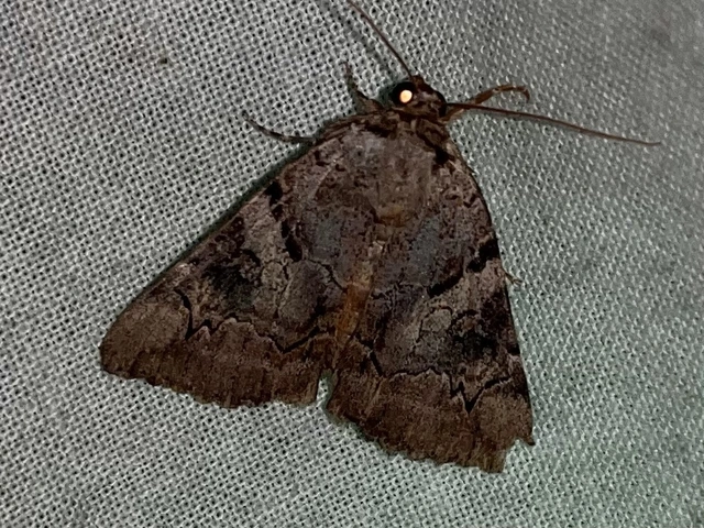 Catocala hymenaea - kökény-övesbagoly