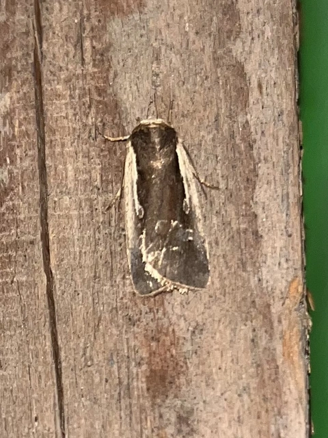 Ochropleura plecta - fehérszegélyű fűbagoly