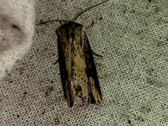 Axylia putris - vonalkás földibagoly