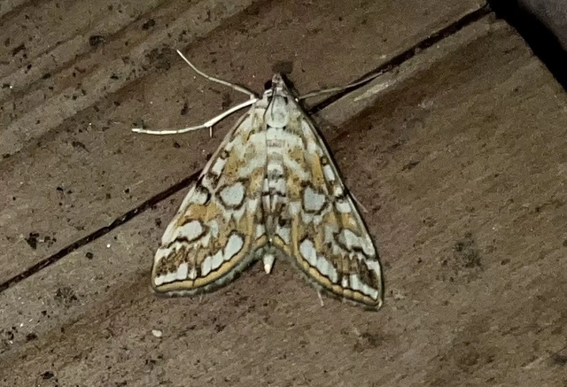 Elophila nymphaeata - tarka vízimoly