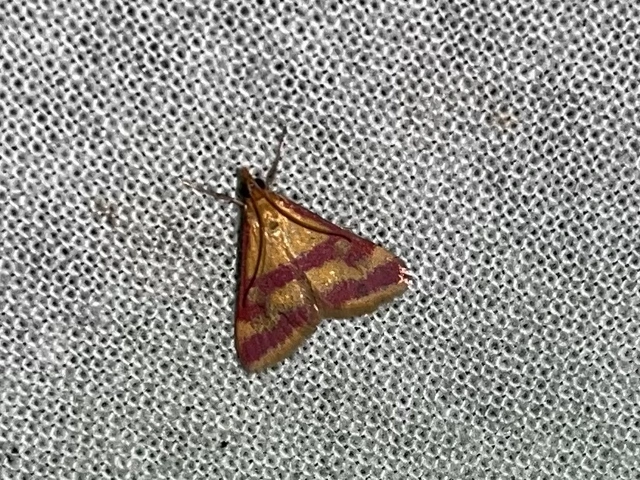 Pyrausta sanguinalis - vérszínű bíbormoly
