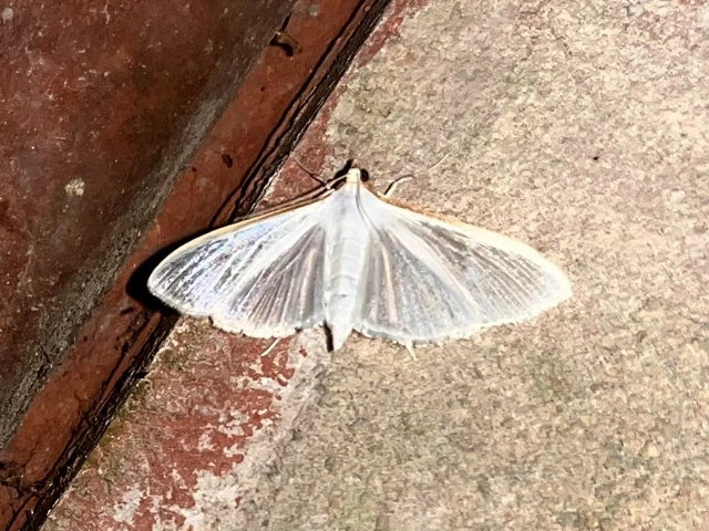 Palpita vitrealis - hófehér tűzmoly