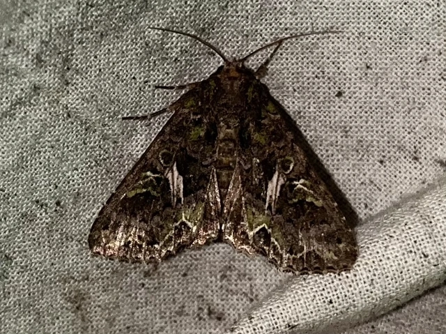 Trachea atriplicis - nyári zöldbagoly