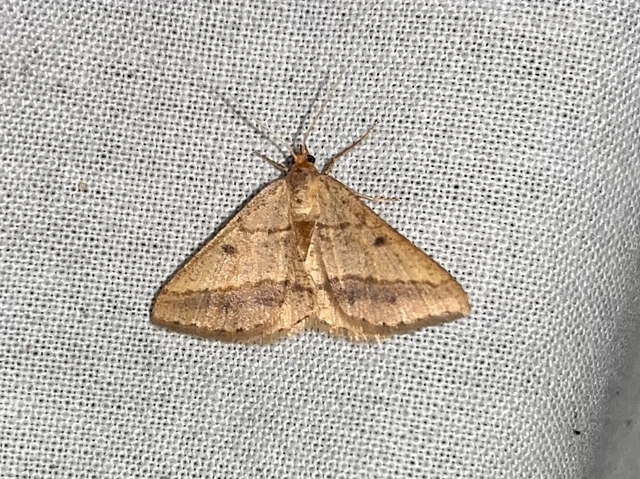 Tephrina arenacearia - lucerna-araszoló