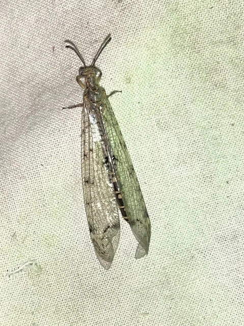 Distoleon tetragrammicus - négyfoltos hangyaleső