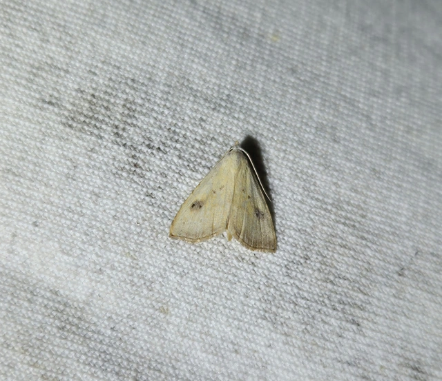 Rivula sericealis - selymes lórombagoly