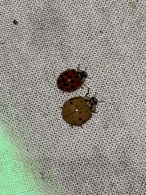 Harmonia axyridis - harlekinkatica
