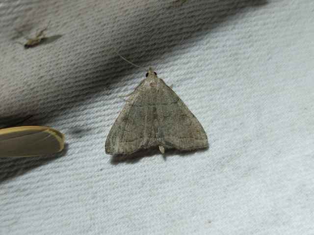 Herminia tarsicrinalis - szőröslábú karcsúbagoly