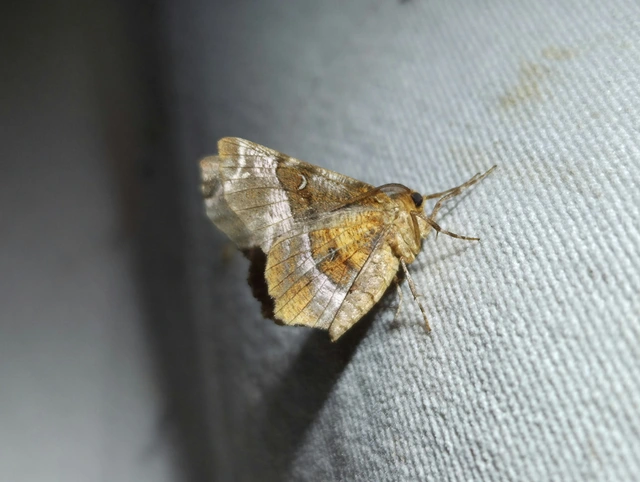 négyfoltos holdasaraszoló - Selenia tetralunaria