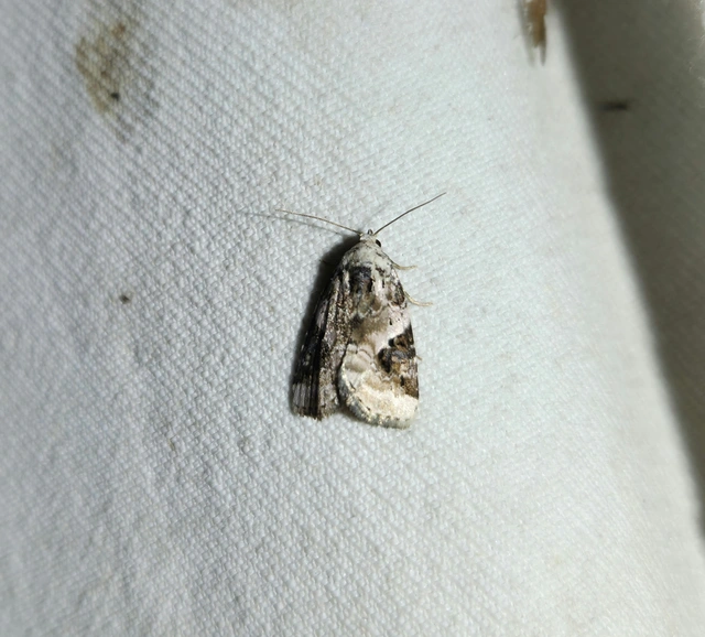 fehéres apróbagoly - Pseudeustrotia candidula