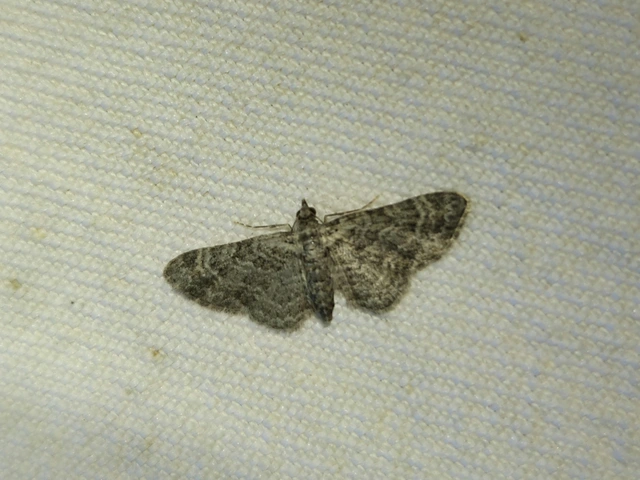 Gymnoscelis rufifasciata - vöröscsíkos törpearaszoló