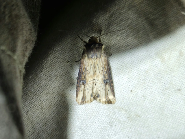 Axylia putris - vonalkás földibagoly