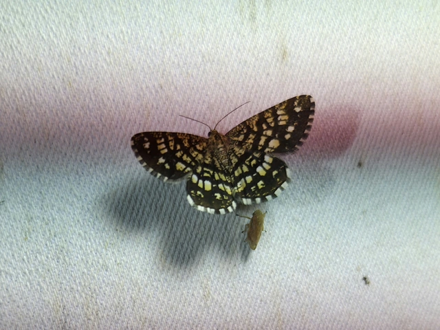 rácsos rétiaraszoló - Chiasmia clathrata