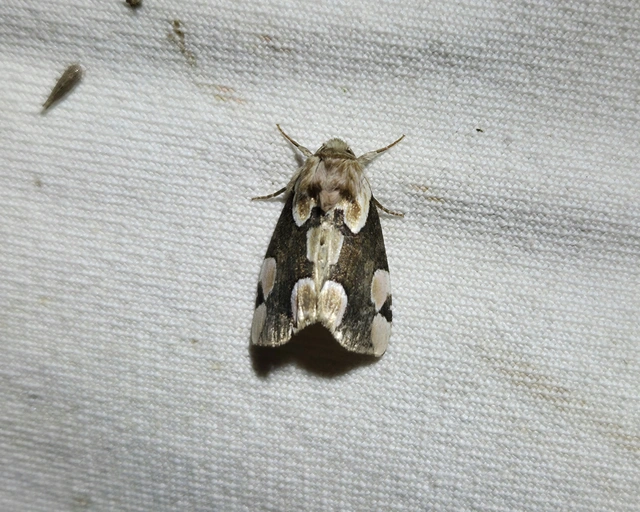 rózsafoltos pihésszövő - Thyatira batis