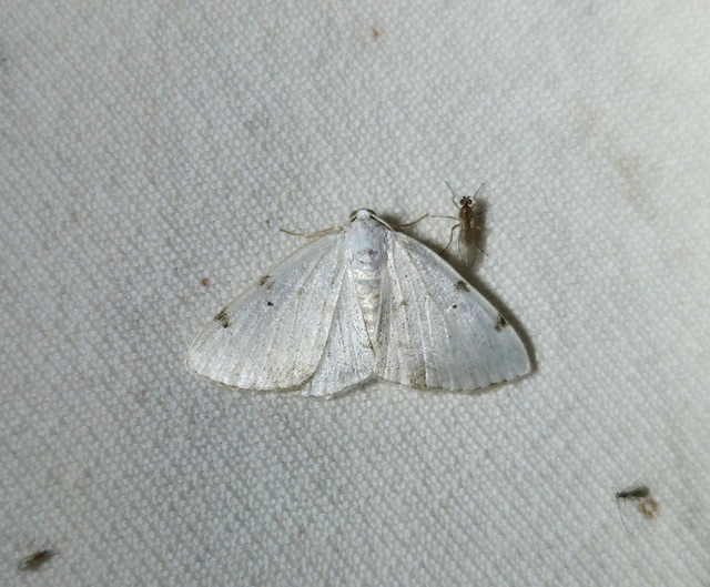 Lomographa bimaculata - kétpontos fehéraraszoló