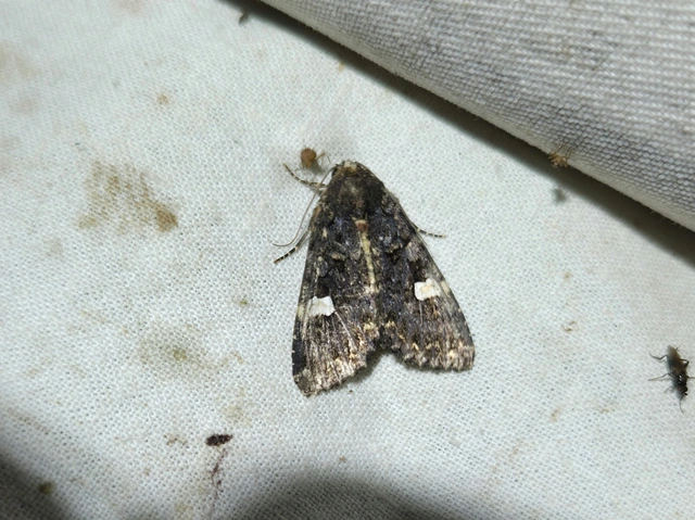 Melanchra persicariae - fehérfoltos kertibagoly