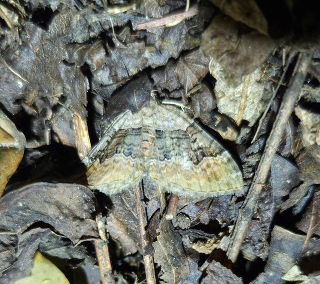 Xanthorhoe quadrifasiata - négysávos tarkaaraszoló