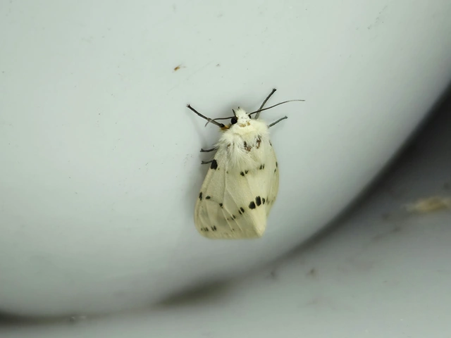 Spilarctia lutea - sárgás medvelepke