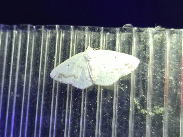 Lomographa temerata - foltos fehéraraszoló