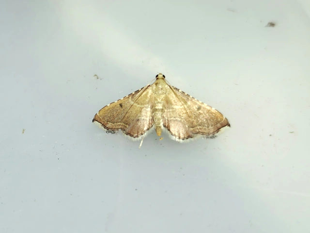 Endotricha flammealis - tüzesszárnyú fényilonca