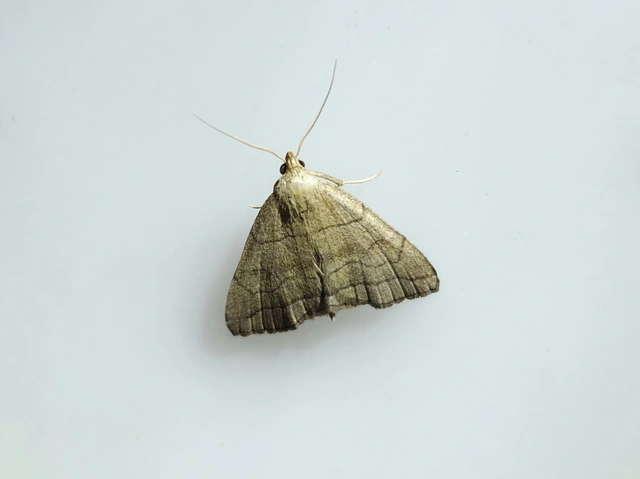 Herminia tarsicrinalis - szőröslábú karcsúbagoly