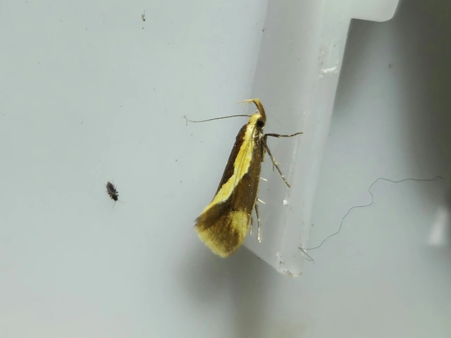 korhadékevő díszmoly - Harpella forficella