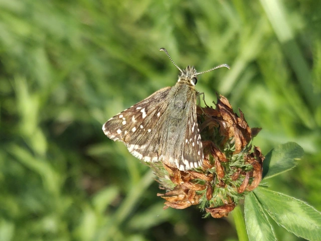Pyrgus serratulae - homályos busalepke