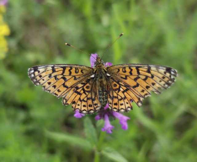 Boloria selene - fakó gyöngyházlepke
