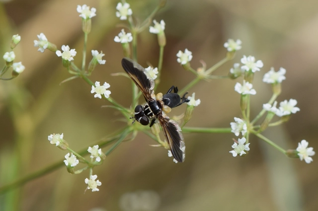 Trichopoda pictipennis - tollaslábú poloskalégy