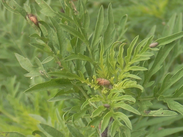 Ophraella communa - parlagfű-olajosbogár