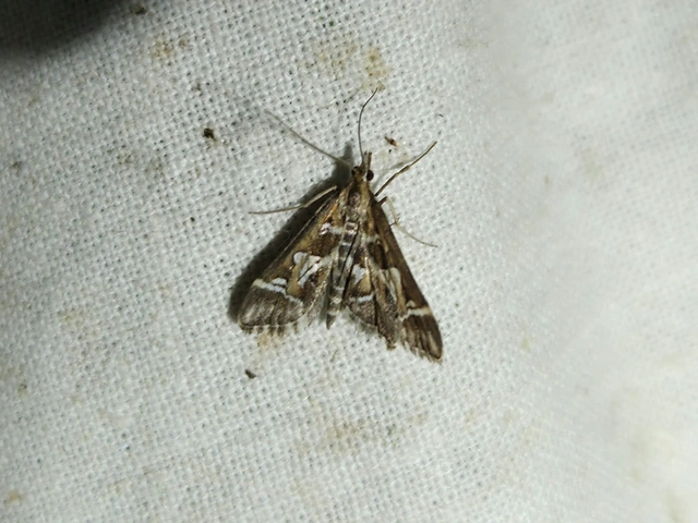 Diasemia reticularis - betűmintás tűzmoly