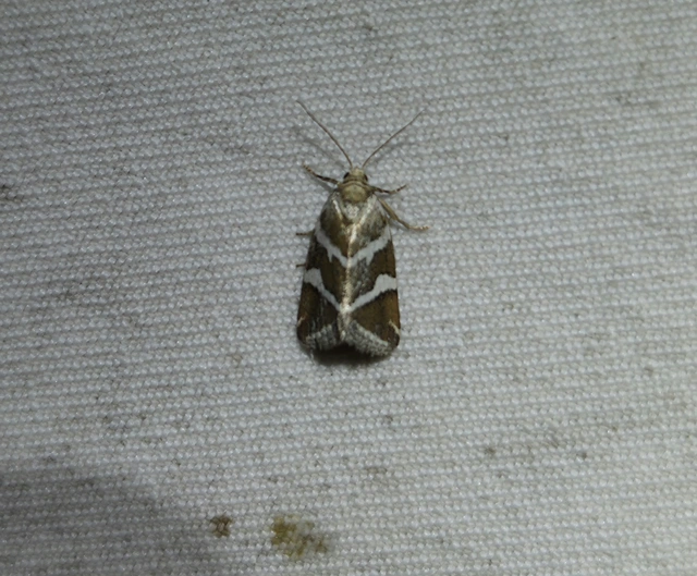 ezüstös apróbagoly - Deltote bankiana