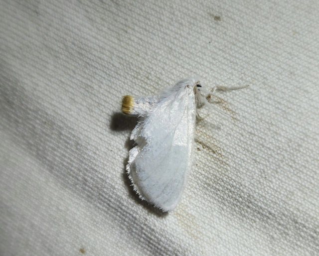Sphrageidus similis - sárgafarú szövő