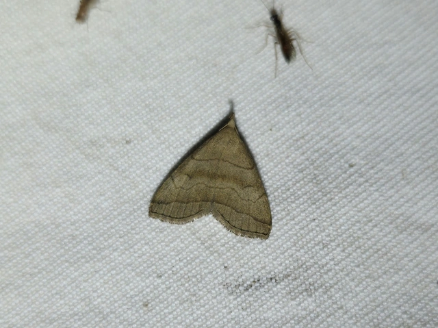 szőröslábú karcsúbagoly - Herminia tarsicrinalis