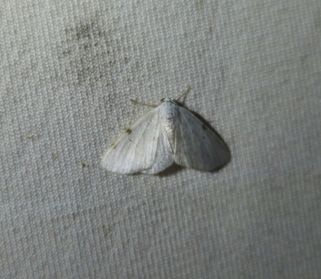 Lomographa bimaculata - kétpontos fehéraraszoló