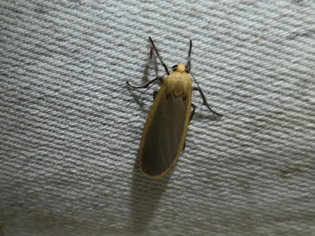 lapos zuzmószövő - Eilema depressa