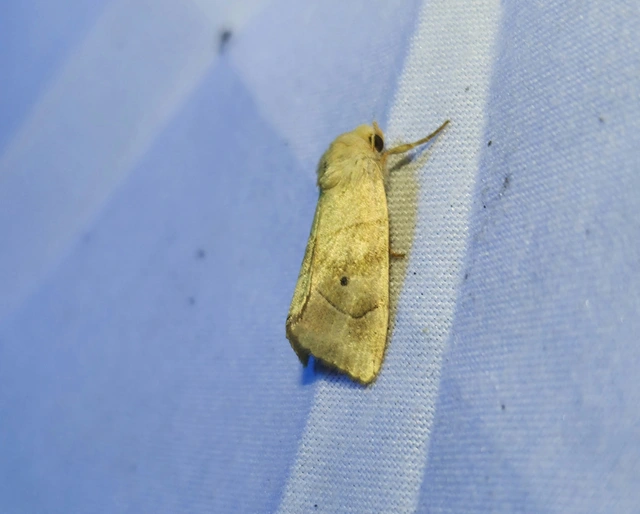 Cosmia trapezina - közönséges lombbagoly