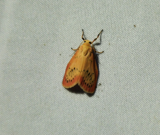 Miltochrista miniata - piros medvelepke