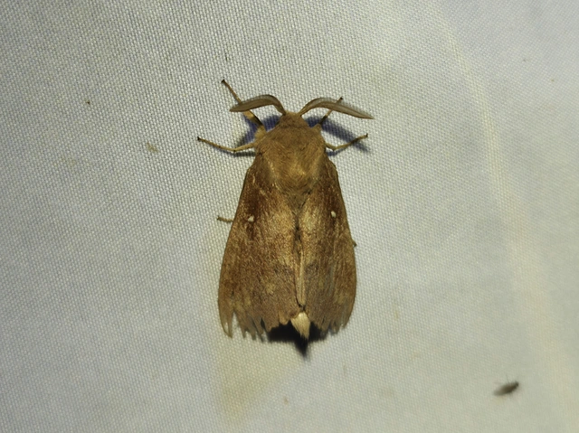 fenyőpohók - Dendrolimus pini