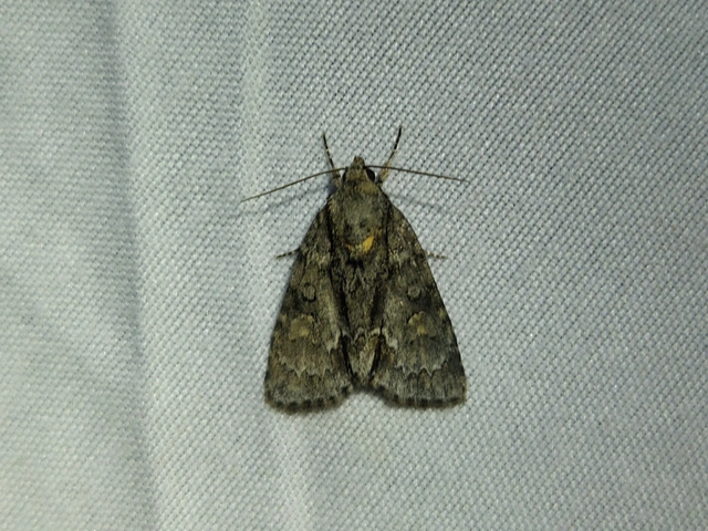 Acronicta strigosa - kis szigonyosbagoly