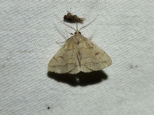 Polypogon gryphalis - láperdei karcsúbagoly